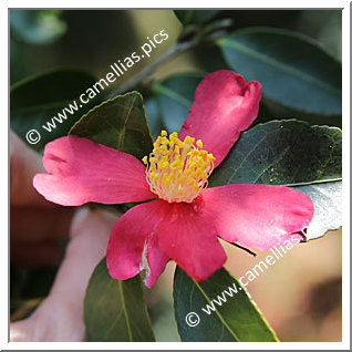 Camellia Sasanqua 'Gaisen '