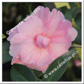 Camellia Hybrid C.x williamsii 'Galaxie'