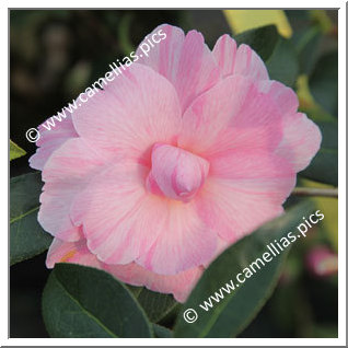 Camellia Hybride C.x williamsii 'Galaxie'