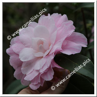 Camellia Hybride C.x williamsii 'Galaxie'