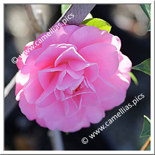 Camellia Hybride C.x williamsii 'Garden Glory'
