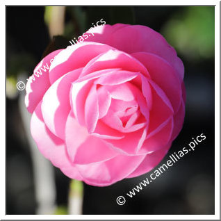 Camellia Hybride C.x williamsii 'Garden Glory'