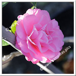 Camellia Hybride C.x williamsii 'Garden Glory'