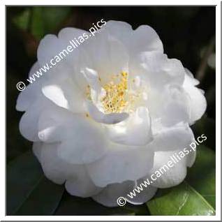 Camellia Japonica 'Gauntlettii'