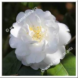 Camellia Japonica 'Gauntlettii'