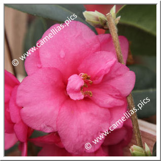 Camellia Hybrid 'Gay Baby'