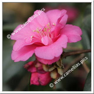 Camellia Hybrid 'Gay Baby'