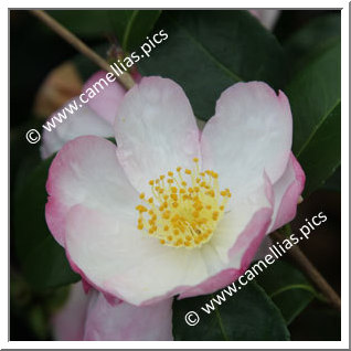 Camellia Sasanqua 'Gay Border'