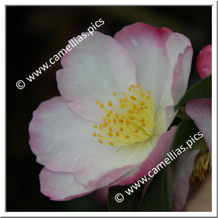 Camellia Sasanqua 'Gay Border'