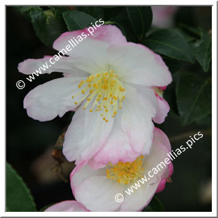 Camellia Sasanqua 'Gay Border'