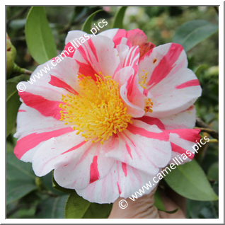 Camellia Japonica 'Gay Chieftain'