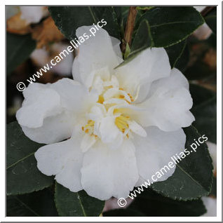 Camellia Sasanqua 'Gay Sue'