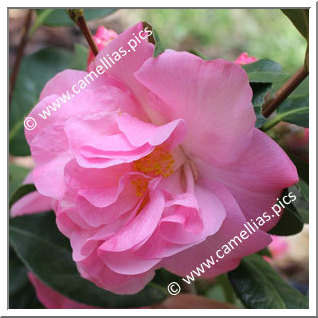 Camellia Hybrid C.x williamsii 'Gay Time'