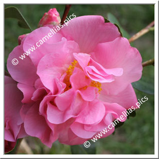 Camellia Hybrid C.x williamsii 'Gay Time'