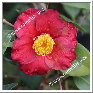 Camellia Japonica 'ALM Gaynolé'