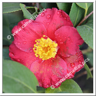 Camellia Japonica 'ALM Gaynolé'