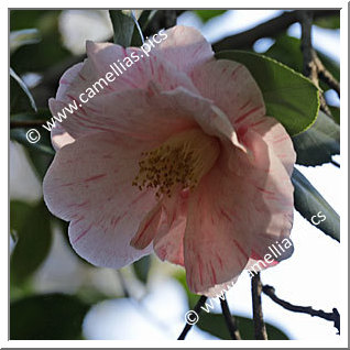 Camellia Japonica 'Geisha Girl'