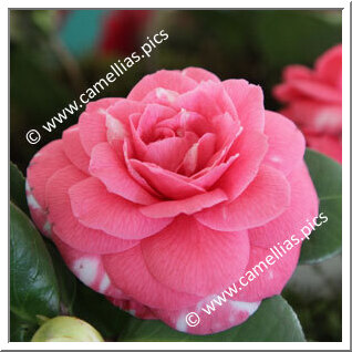 Camellia Japonica 'Général Bem'