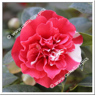 Camellia Japonica 'General Colletti'