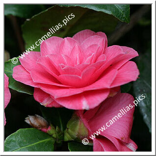 Camellia Japonica 'General Lafayette'
