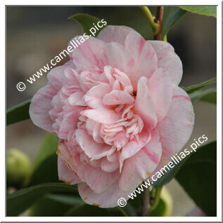 Camellia Japonica 'Général Lamoricière'