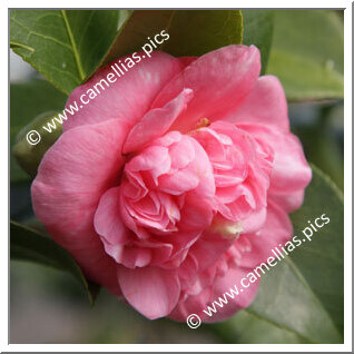 Camellia Japonica 'Général Lamoricière Pink'