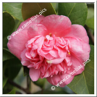 Camellia Japonica 'Général Lamoricière Pink'