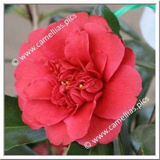 Camellia Japonica 'Général Leclerc'