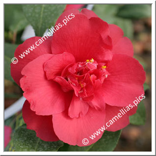 Camellia Japonica 'Général Leclerc'