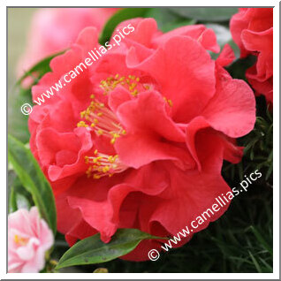 Camellia Reticulata 'General Quadros Flores'