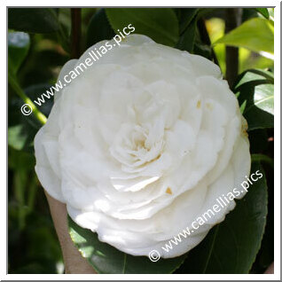 Camellia Japonica 'General Washington'