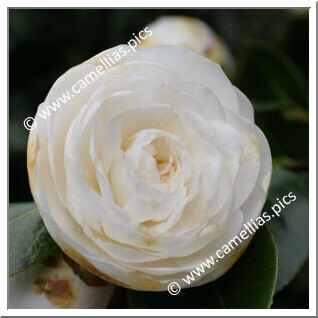 Camellia Japonica 'General Washington'