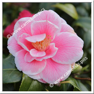 Camellia Japonica 'Genji-awase'