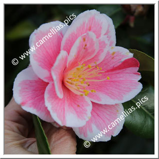 Camellia Japonica 'Genji-awase'