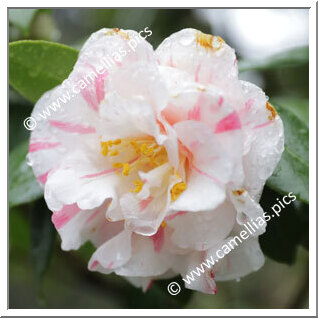 Camellia Japonica 'Genji-shibori'
