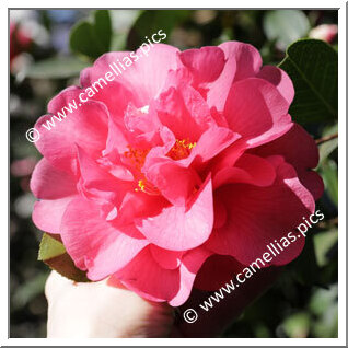 Camellia Hybride C.x williamsii 'George Blandford'