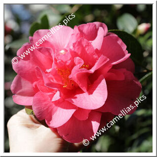 Camellia Hybride C.x williamsii 'George Blandford'