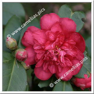 Camellia Japonica 'Georges Durivault'