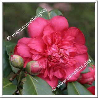 Camellia Japonica 'Georges Durivault'