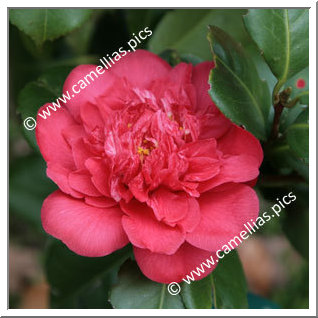 Camellia Japonica 'Georges Durivault'