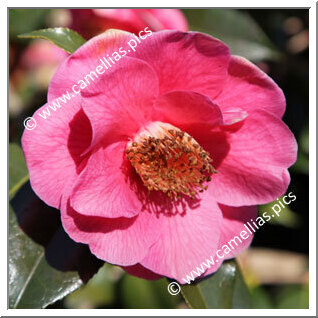 Camellia Japonica 'Gérard Mellier'