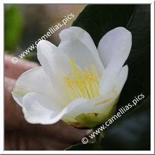 Camellia Japonica 'Germaine de Kerret'
