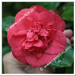 Camellia Japonica 'Gertrude Jekyll'