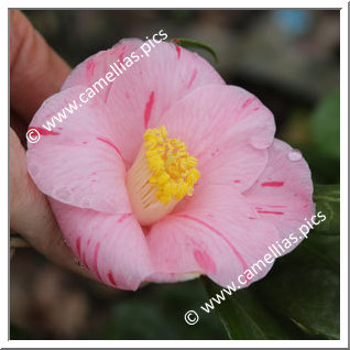 Camellia Japonica 'Ghislaine'