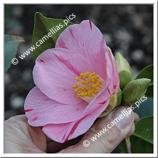 Camellia Japonica 'Ghislaine'