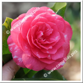 Camellia Japonica 'Giardino Santarelli'