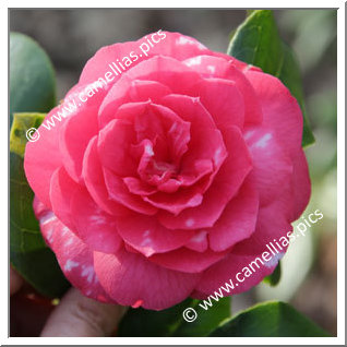 Camellia Japonica 'Giardino Santarelli'