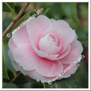 Camellia Japonica 'Giardino Schmitz'