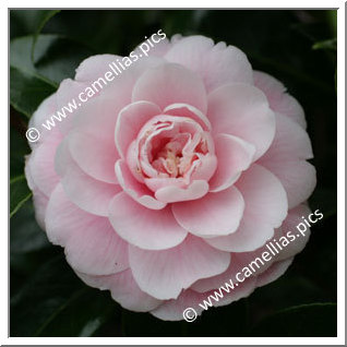Camellia Japonica 'Giardino Schmitz'