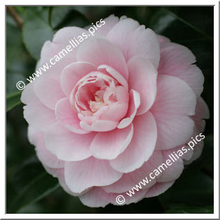 Camellia Japonica 'Giardino Schmitz'